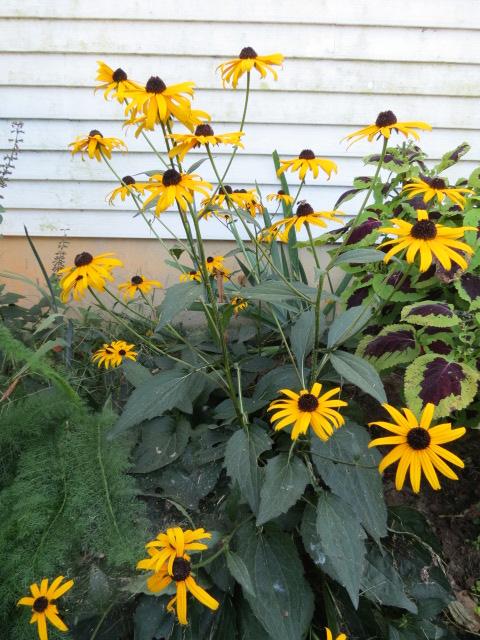 G206 Rudbeckia Fulgida 'goldsturm' - View 30 from www redcrocus com