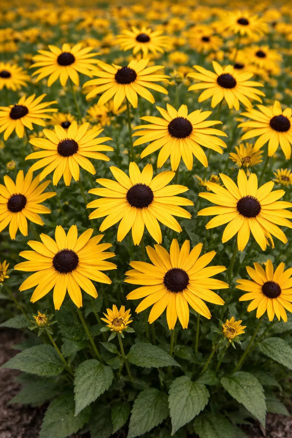 G206 Rudbeckia Fulgida 'goldsturm' - View 37 from www redcrocus com