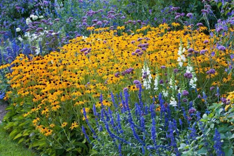 G206 Rudbeckia Fulgida 'goldsturm' - View 7 from www redcrocus com
