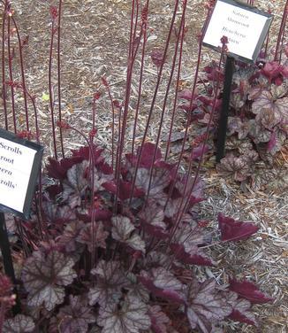 G208 Heuchera X 'silver Scrolls' - View 10 from www redcrocus com