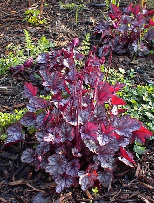 G208 Heuchera X 'silver Scrolls' - View 11 from www redcrocus com