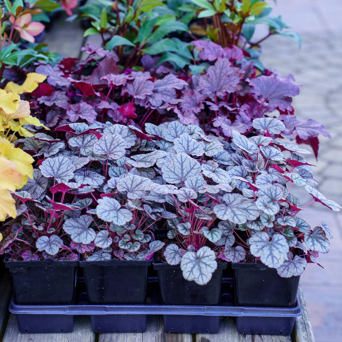 G208 Heuchera X 'silver Scrolls' - View 12 from www redcrocus com