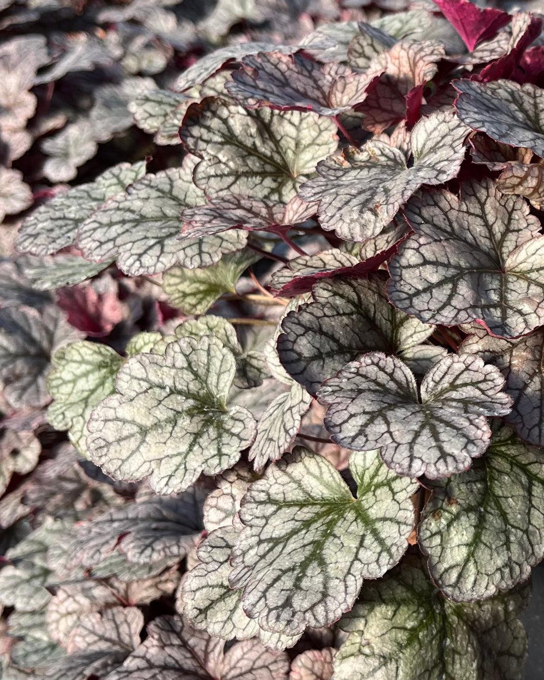 G208 Heuchera X 'silver Scrolls' - View 13 from www redcrocus com