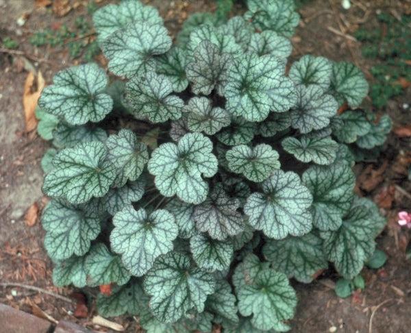 G208 Heuchera X 'silver Scrolls' - View 14 from www redcrocus com