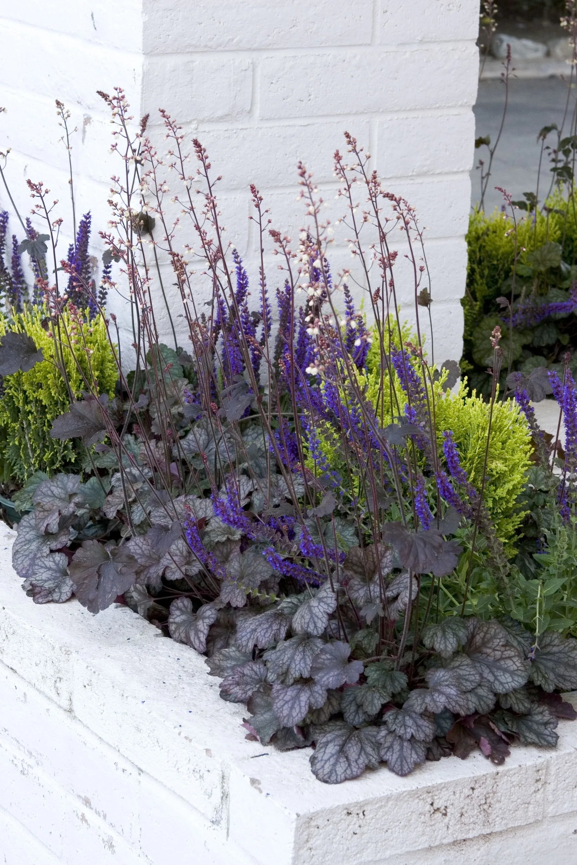 G208 Heuchera X 'silver Scrolls' - View 15 from www redcrocus com