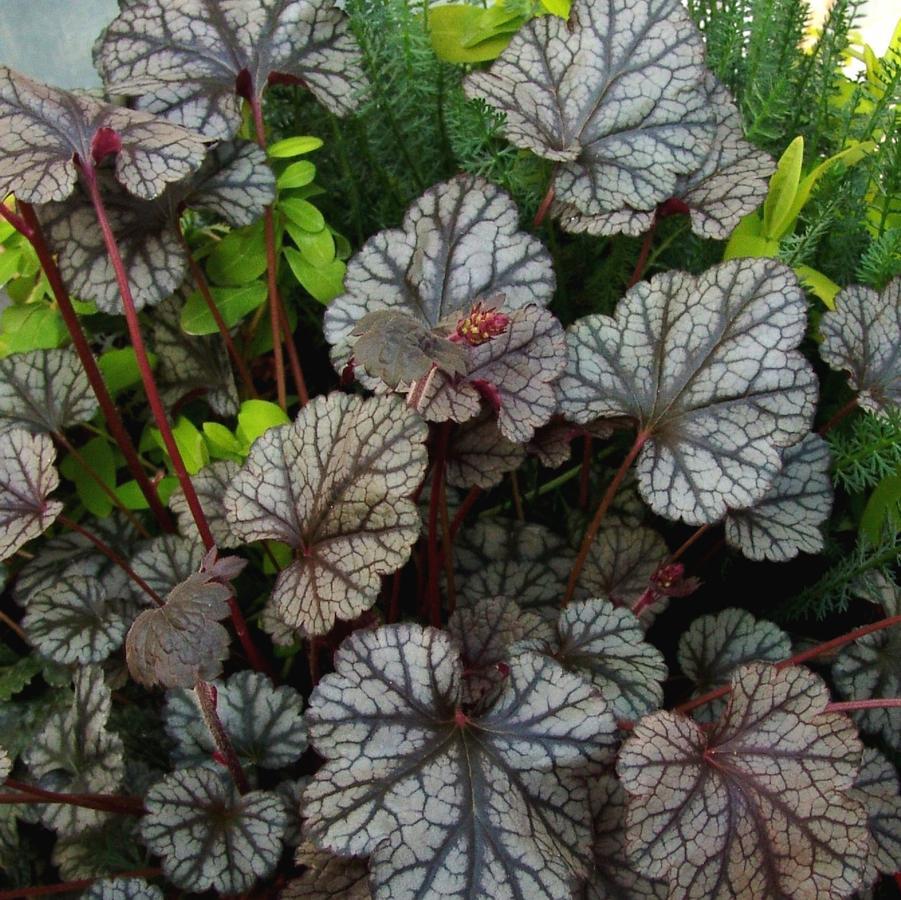 G208 Heuchera X 'silver Scrolls' - View 17 from www redcrocus com