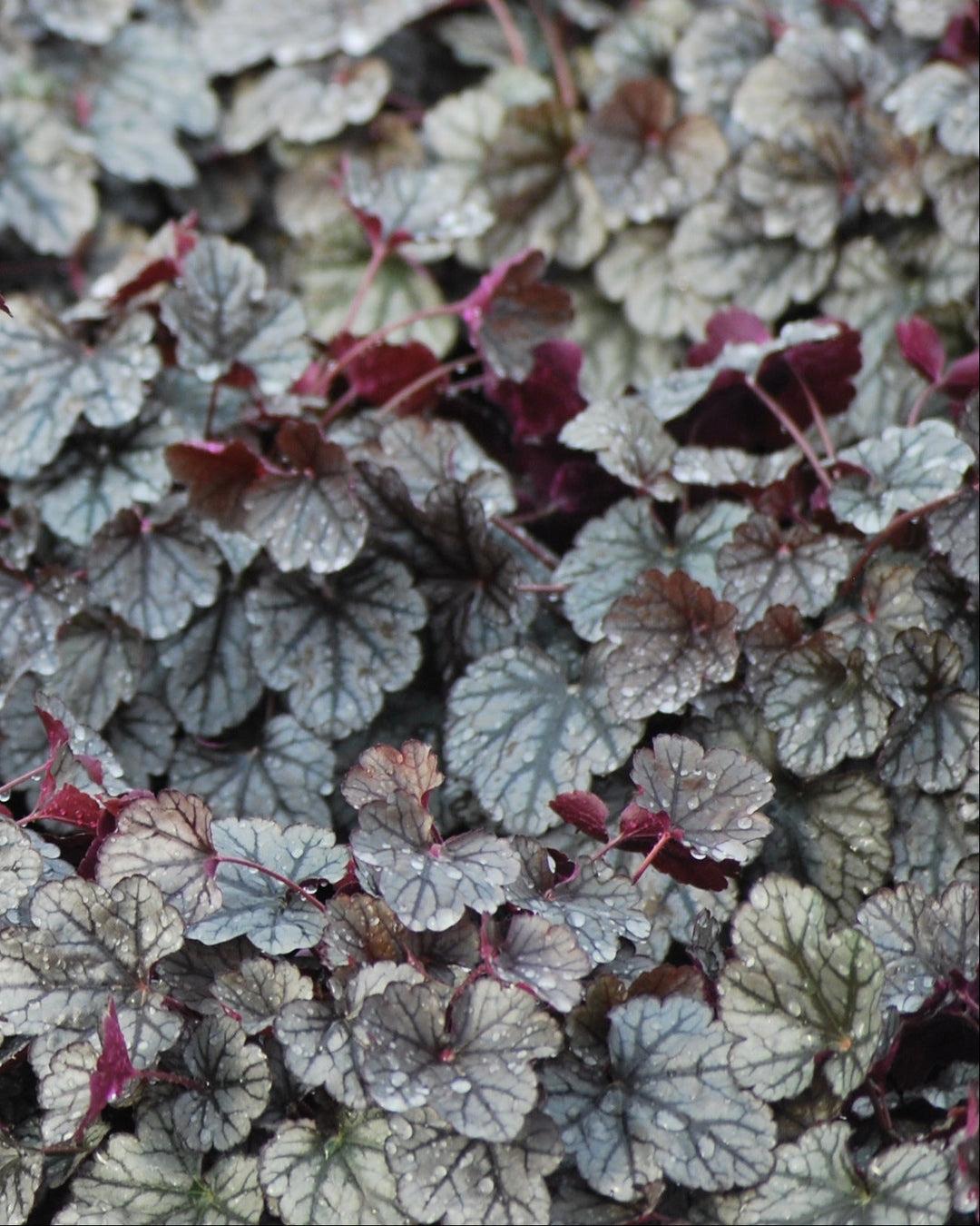G208 Heuchera X 'silver Scrolls' - View 18 from www redcrocus com