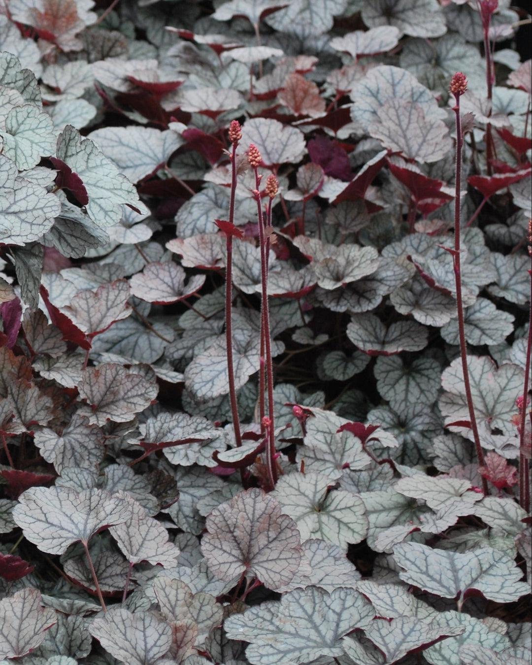 G208 Heuchera X 'silver Scrolls' - View 19 from www redcrocus com