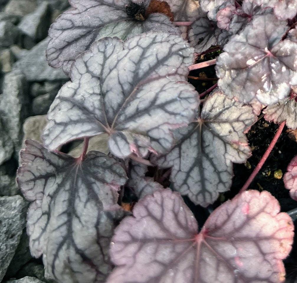 G208 Heuchera X 'silver Scrolls' - View 21 from www redcrocus com