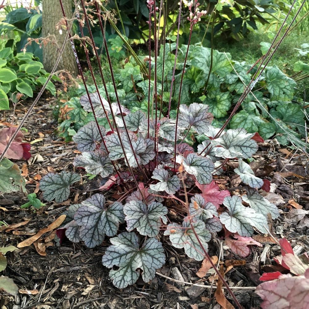 G208 Heuchera X 'silver Scrolls' - View 24 from www redcrocus com