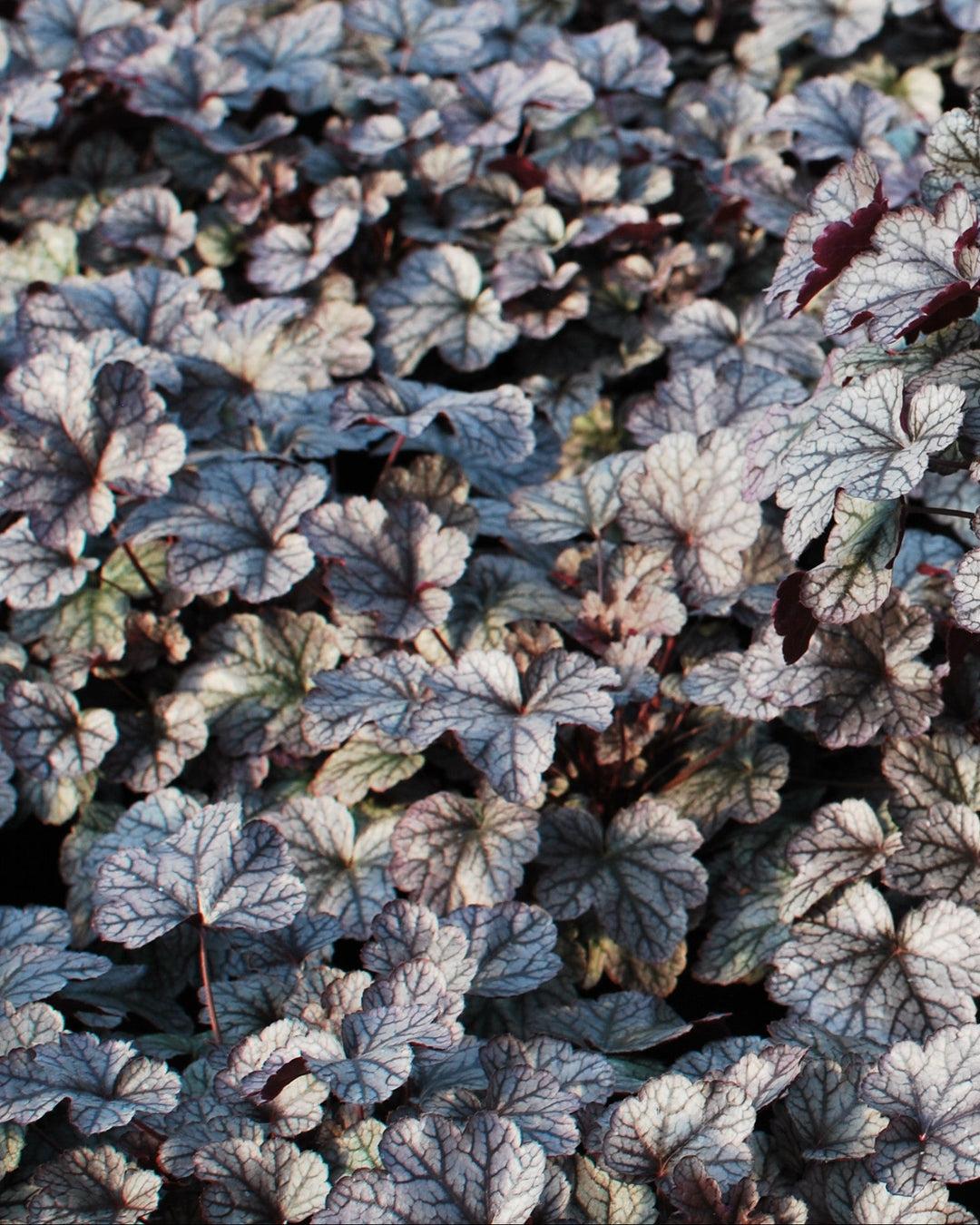 G208 Heuchera X 'silver Scrolls' - View 25 from www redcrocus com
