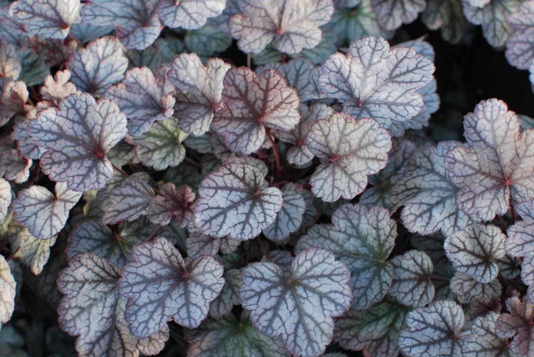 G208 Heuchera X 'silver Scrolls' - View 26 from www redcrocus com