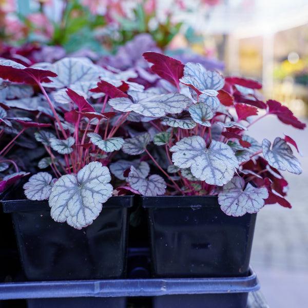 G208 Heuchera X 'silver Scrolls' - View 27 from www redcrocus com