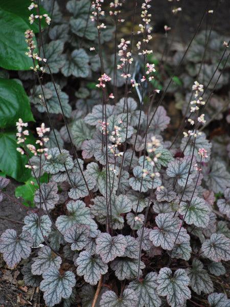 G208 Heuchera X 'silver Scrolls' - View 2 from www redcrocus com