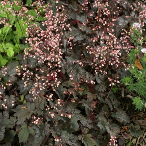G208 Heuchera X 'silver Scrolls' - View 30 from www redcrocus com