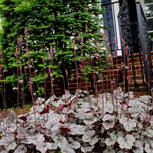 G208 Heuchera X 'silver Scrolls' - View 3 from www redcrocus com