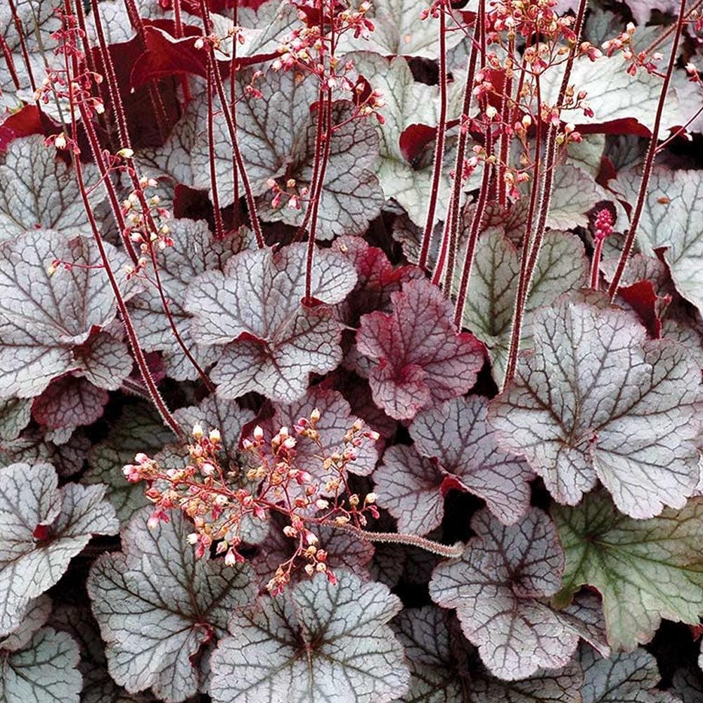 G208 Heuchera X 'silver Scrolls' - View 6 from www redcrocus com