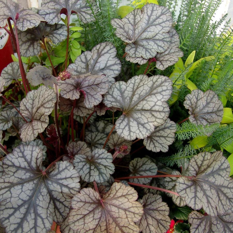 G208 Heuchera X 'silver Scrolls' - View 7 from www redcrocus com