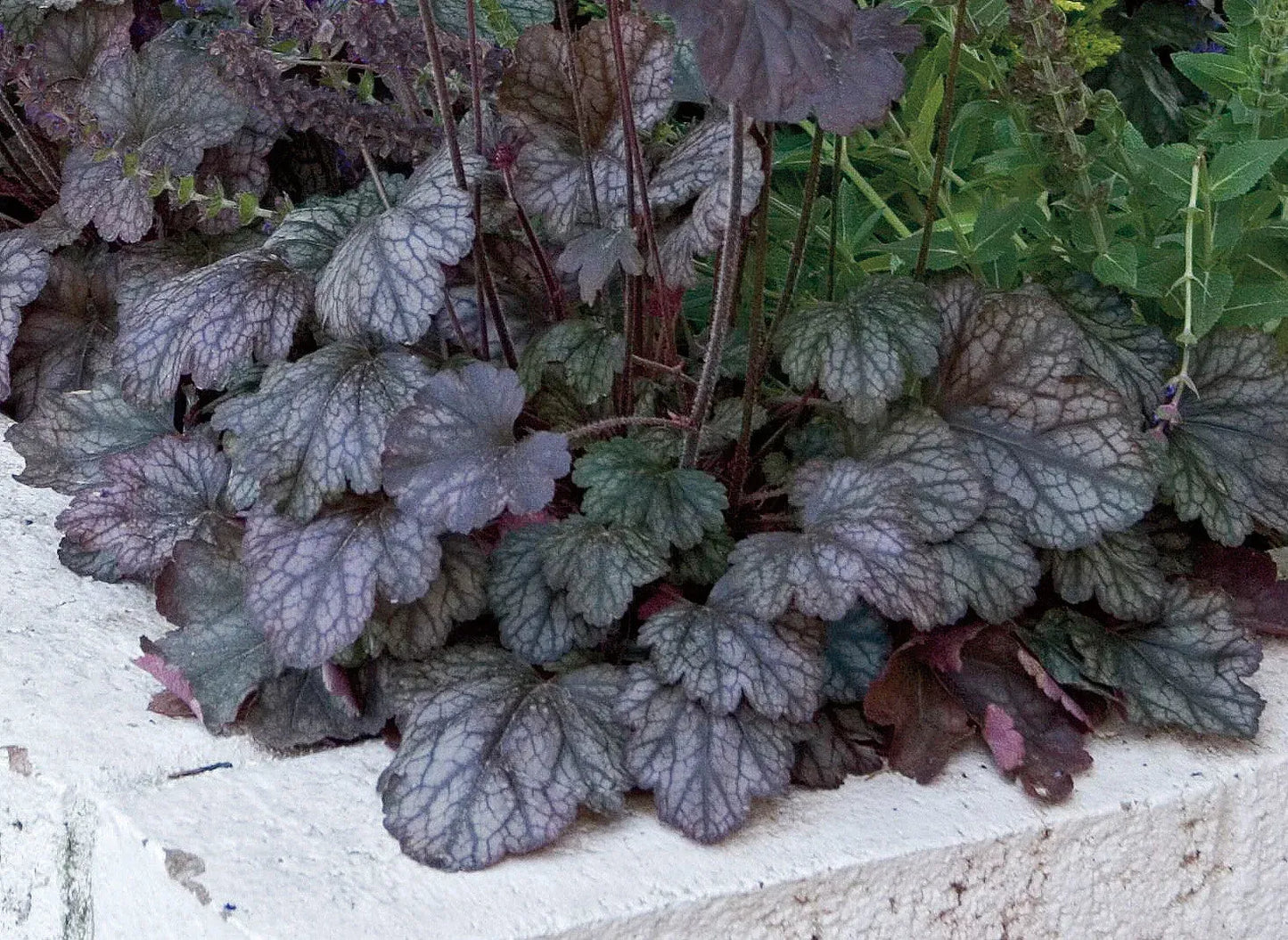G208 Heuchera X 'silver Scrolls' - View 8 from www redcrocus com