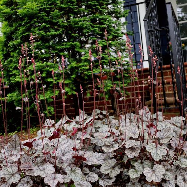 G208 Heuchera X 'silver Scrolls' - View 9 from www redcrocus com
