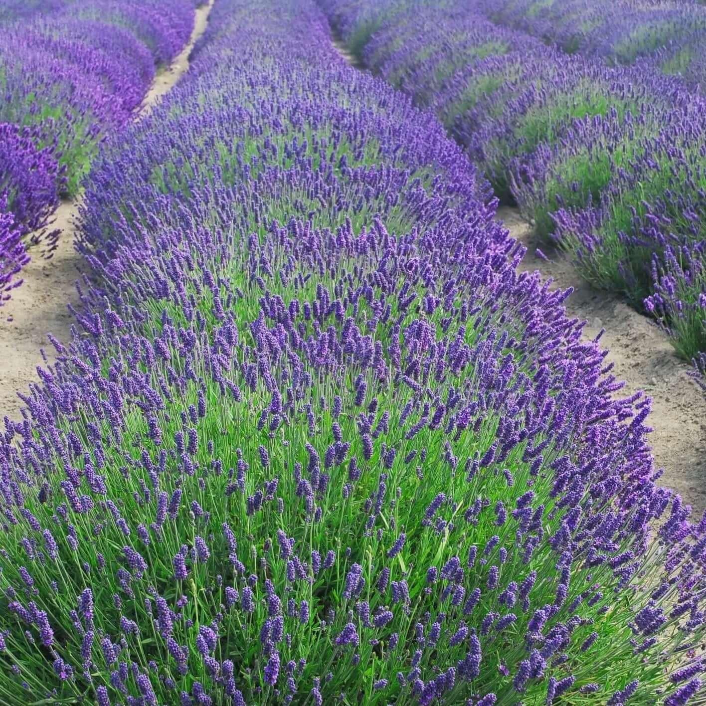 G236 Lavandula Angustifolia 'munstead' - View 10 from www redcrocus com