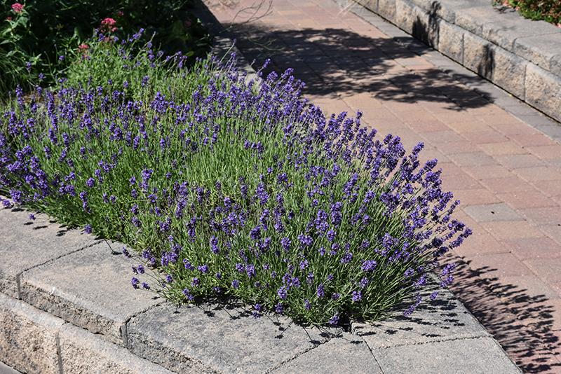 G236 Lavandula Angustifolia 'munstead' - View 11 from www redcrocus com