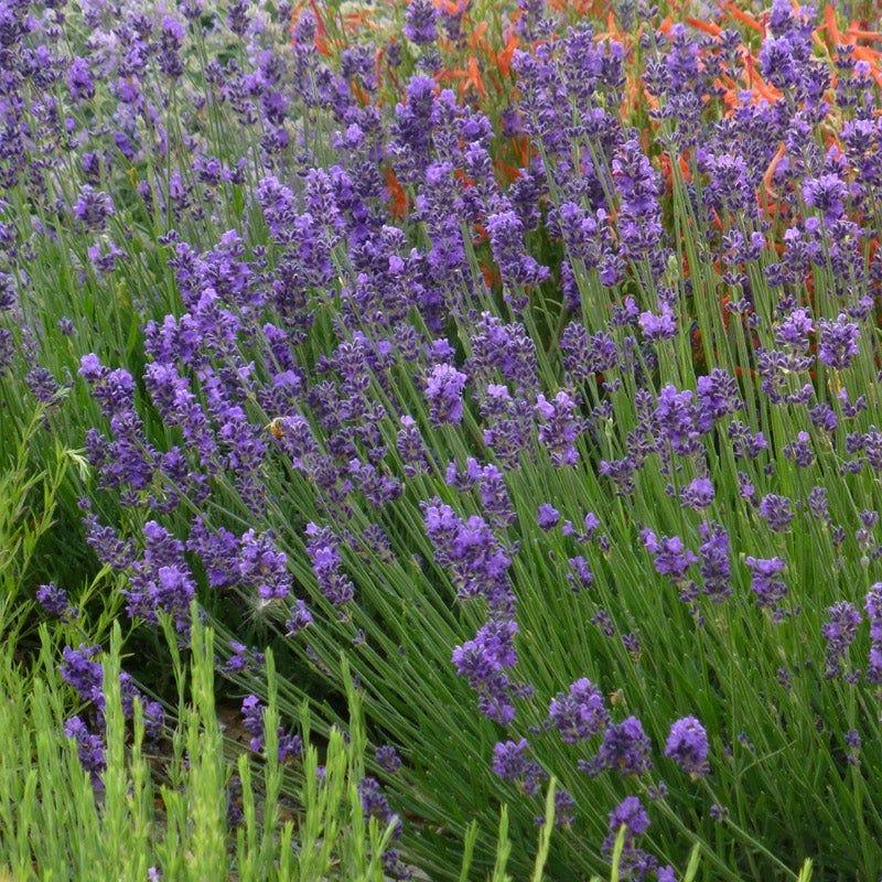 G236 Lavandula Angustifolia 'munstead' - View 12 from www redcrocus com
