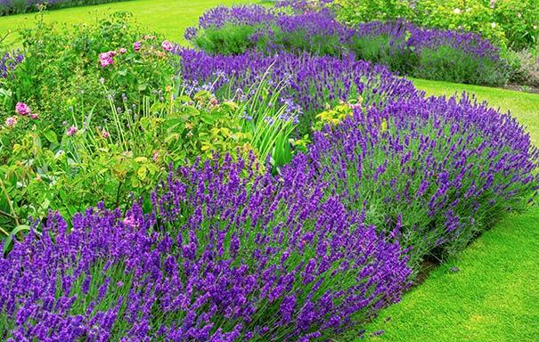 G236 Lavandula Angustifolia 'munstead' - View 13 from www redcrocus com