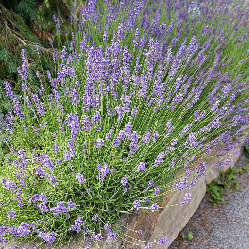 G236 Lavandula Angustifolia 'munstead' - View 14 from www redcrocus com