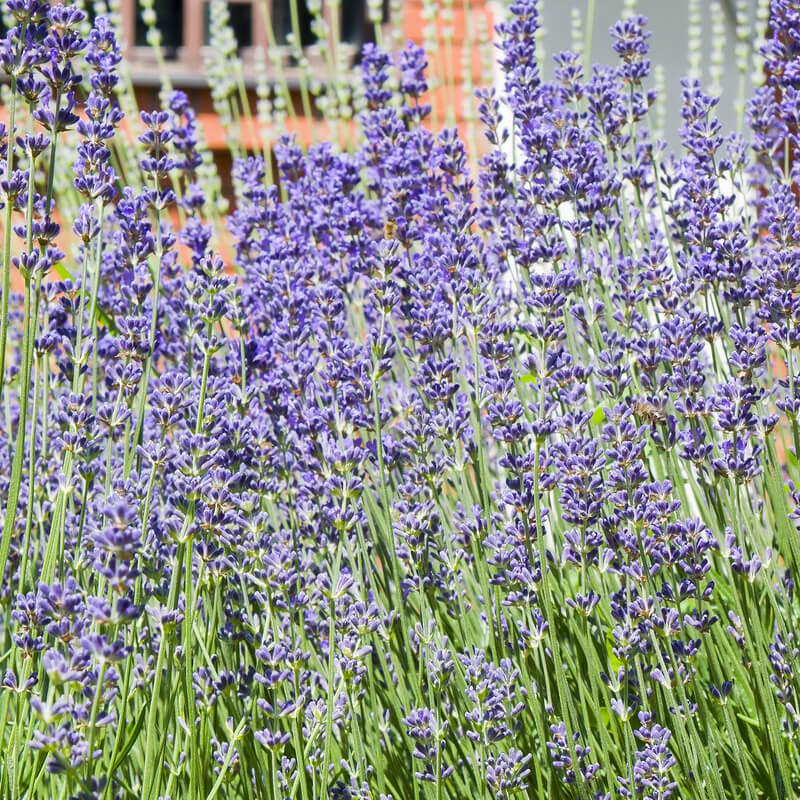 G236 Lavandula Angustifolia 'munstead' - View 15 from www redcrocus com