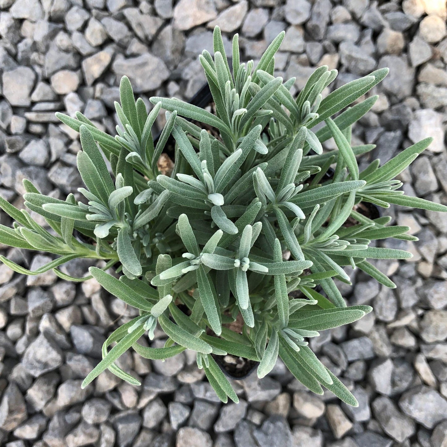 G236 Lavandula Angustifolia 'munstead' - View 16 from www redcrocus com