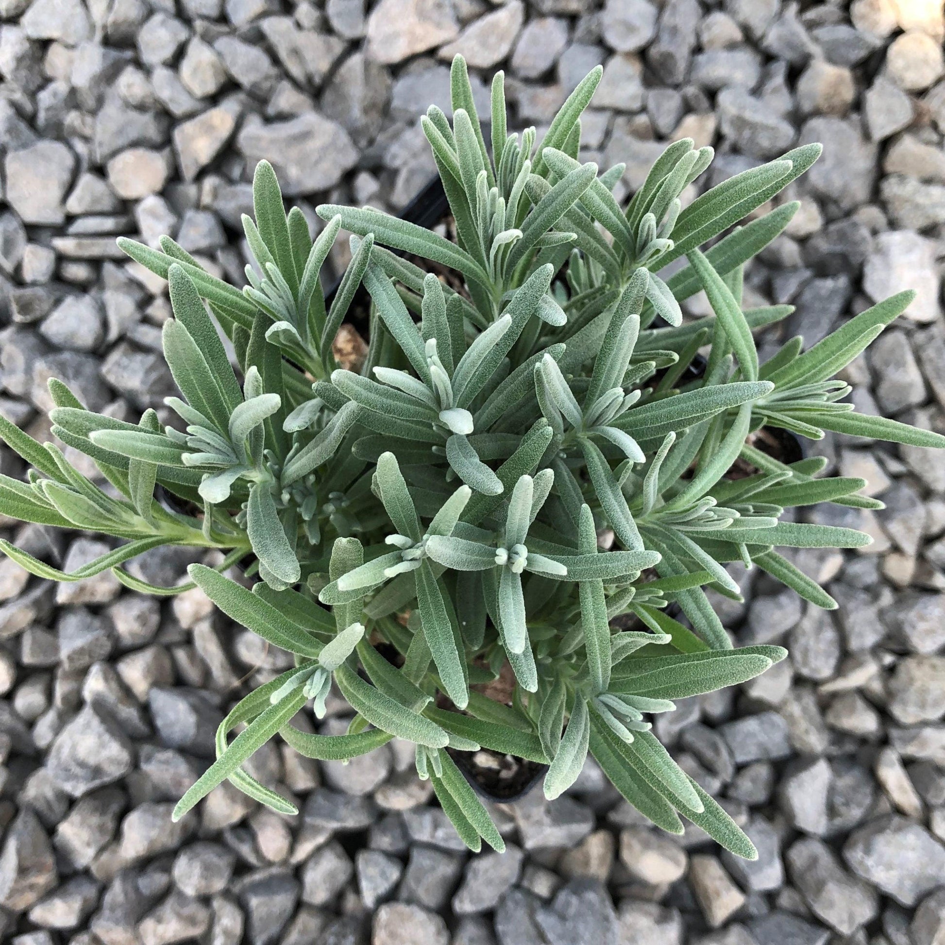 G236 Lavandula Angustifolia 'munstead' - View 16 from www redcrocus com