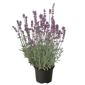 G236 Lavandula Angustifolia 'munstead' - View 18 from www redcrocus com