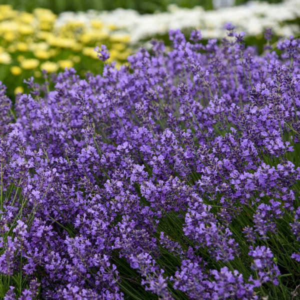 G236 Lavandula Angustifolia 'munstead' - View 19 from www redcrocus com