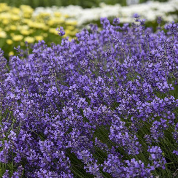 G236 Lavandula Angustifolia 'munstead' - View 1 from www redcrocus com
