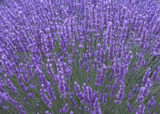 G236 Lavandula Angustifolia 'munstead' - View 20 from www redcrocus com