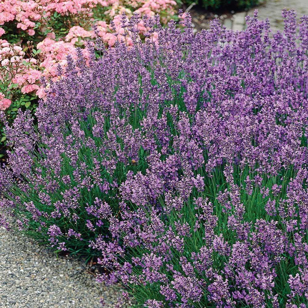 G236 Lavandula Angustifolia 'munstead' - View 22 from www redcrocus com