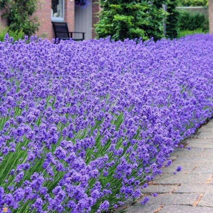 G236 Lavandula Angustifolia 'munstead' - View 26 from www redcrocus com