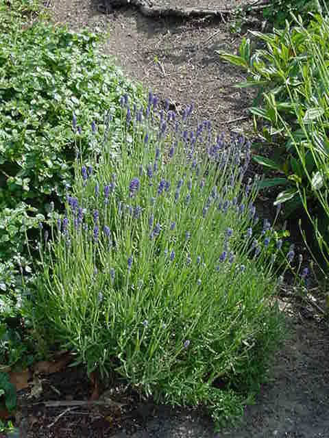 G236 Lavandula Angustifolia 'munstead' - View 27 from www redcrocus com