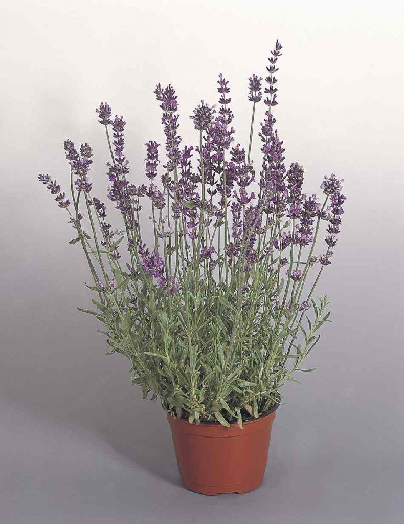 G236 Lavandula Angustifolia 'munstead' - View 28 from www redcrocus com