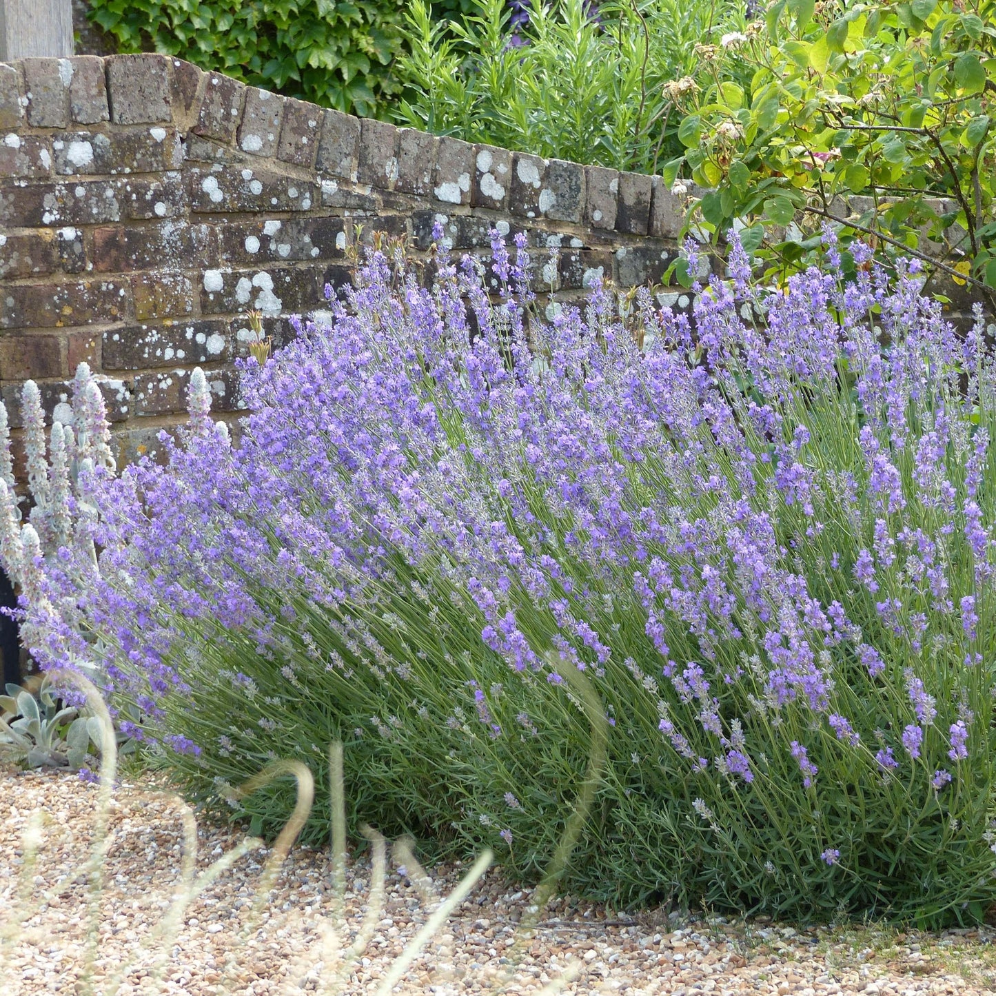 G236 Lavandula Angustifolia 'munstead' - View 29 from www redcrocus com