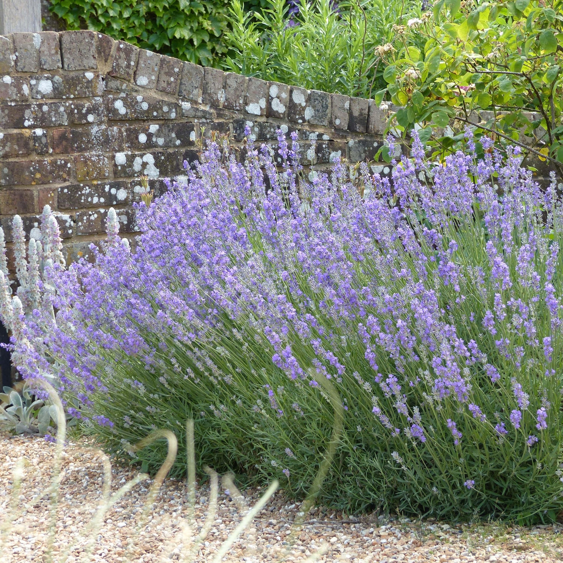 G236 Lavandula Angustifolia 'munstead' - View 29 from www redcrocus com