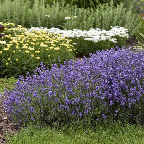 G236 Lavandula Angustifolia 'munstead' - View 2 from www redcrocus com