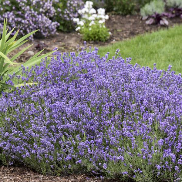 G236 Lavandula Angustifolia 'munstead' - View 33 from www redcrocus com