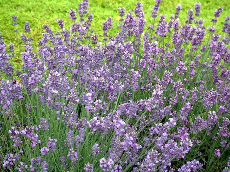 G236 Lavandula Angustifolia 'munstead' - View 35 from www redcrocus com