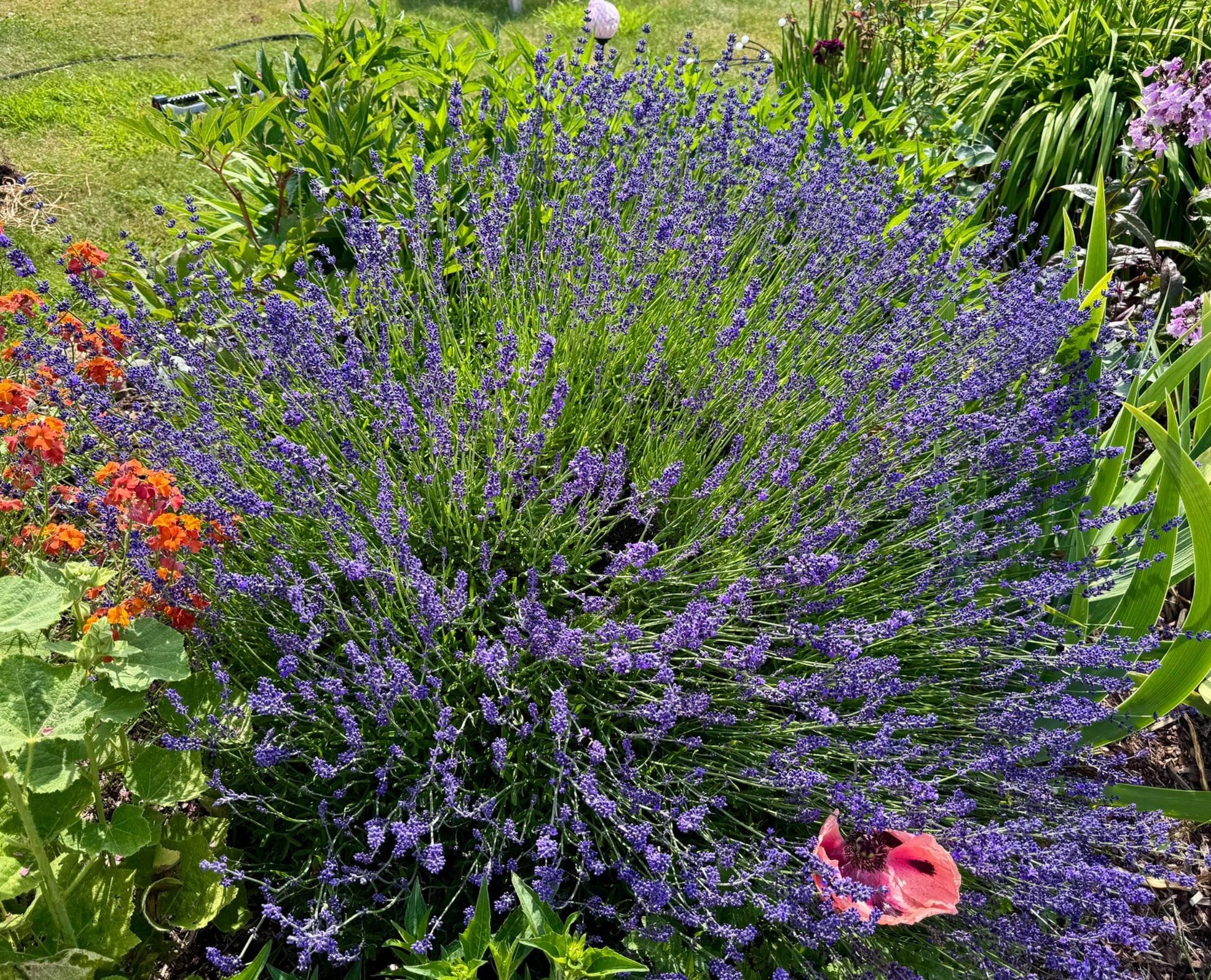 G236 Lavandula Angustifolia 'munstead' - View 3 from www redcrocus com
