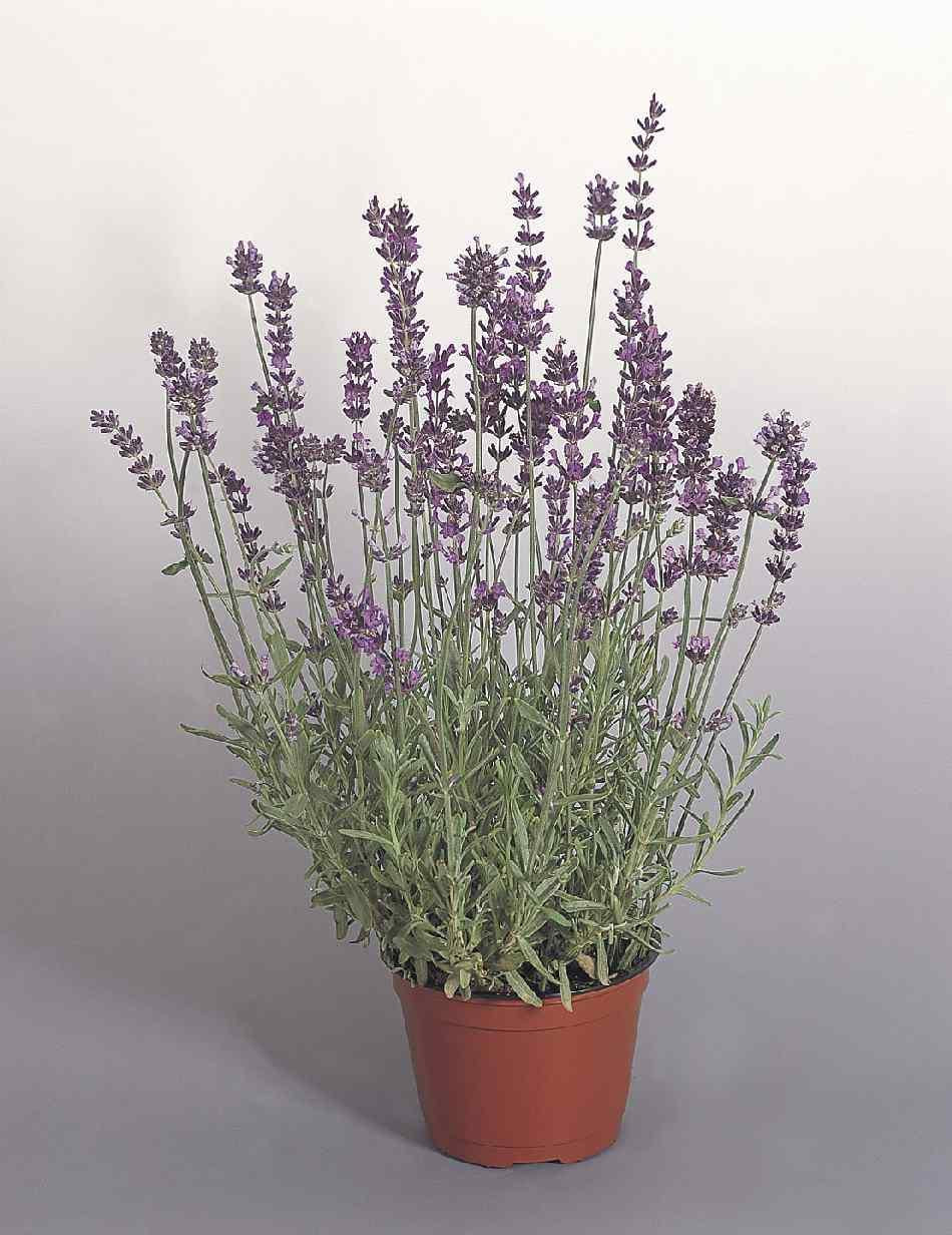 G236 Lavandula Angustifolia 'munstead' - View 4 from www redcrocus com