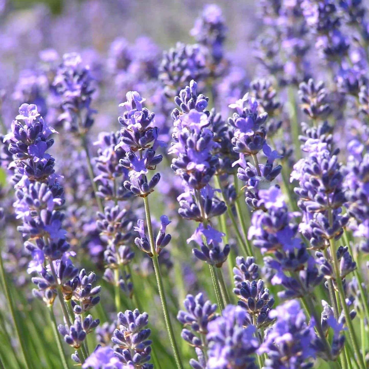 G236 Lavandula Angustifolia 'munstead' - View 6 from www redcrocus com
