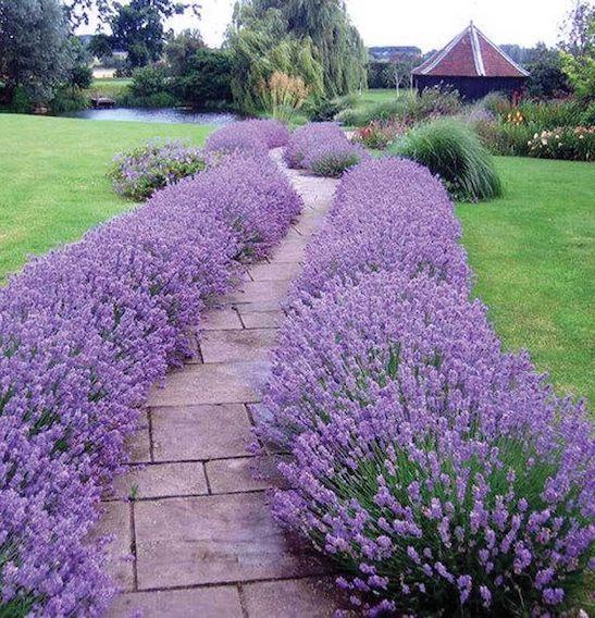 G236 Lavandula Angustifolia 'munstead' - View 7 from www redcrocus com