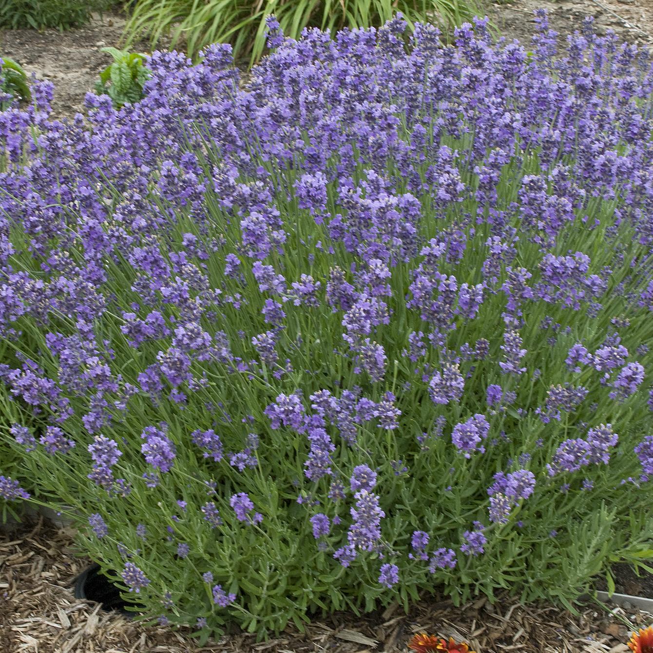 G236 Lavandula Angustifolia 'munstead' - View 9 from www redcrocus com